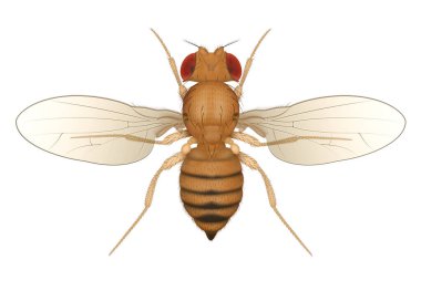 Drosophila Meyve Sineği Böceği. Kadın..