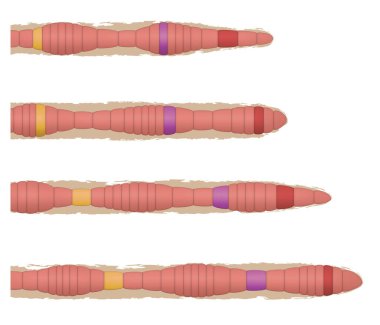 Solucan hareketinin gösterimi (hareket)