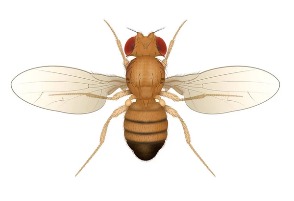 Inseto Mosca Fruta Drosophila Isolado Homem — Fotografia de Stock