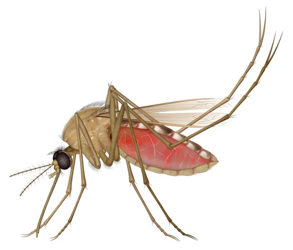 Комарі Мають Сегментоване Тіло Одну Пару Крил Одну Пару Половинок — стокове фото