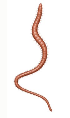 Tubifex kozmopolit bir cinstir.