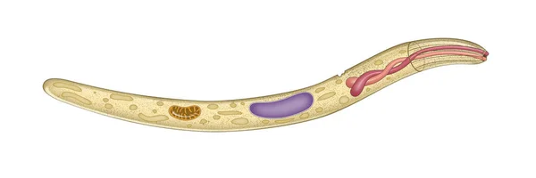 Plasmodium Gênero Eucariotos Unicelulares Que São Parasitas Obrigatórios Vertebrados Insetos — Fotografia de Stock