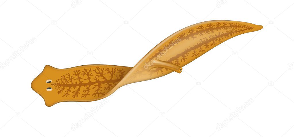 A planarian is one of many flatworms of the traditional class Turbellaria
