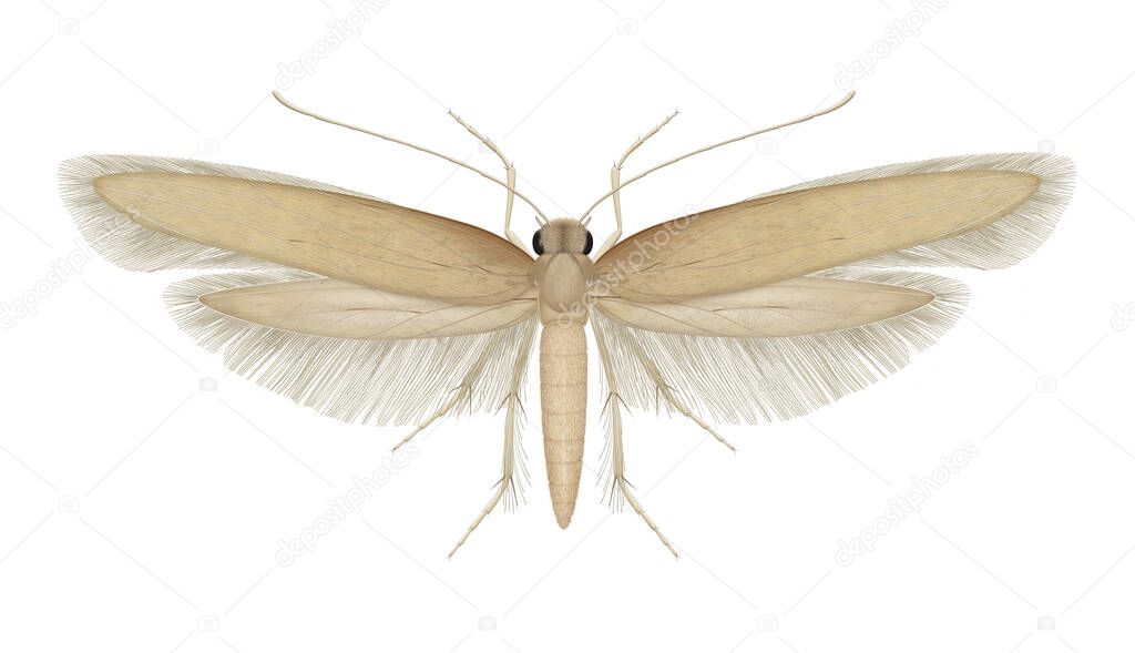 Tineola bisselliella. Common clothes moth