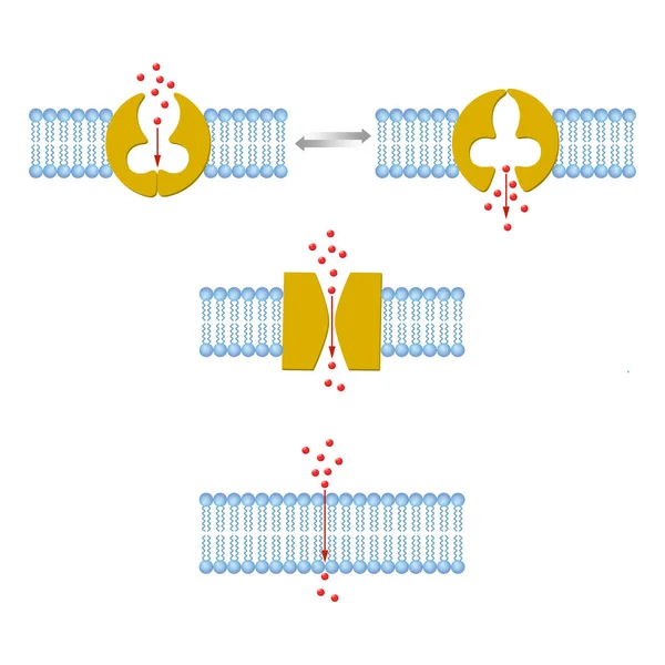 Types Transport Membranes — Stock Photo, Image