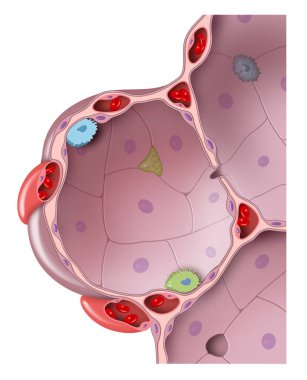 Alveolus 'un yapısı. Akciğer parçaları