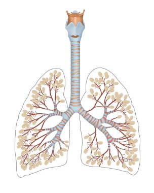 Alveoli in lungs. A pulmonary alveolus (plural: alveoli, from Latin alveolus, 