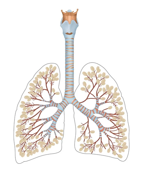 Alveoli Lungs Pulmonary Alveolus Plural Alveoli Latin Alveolus Little Cavity — Stock Photo, Image