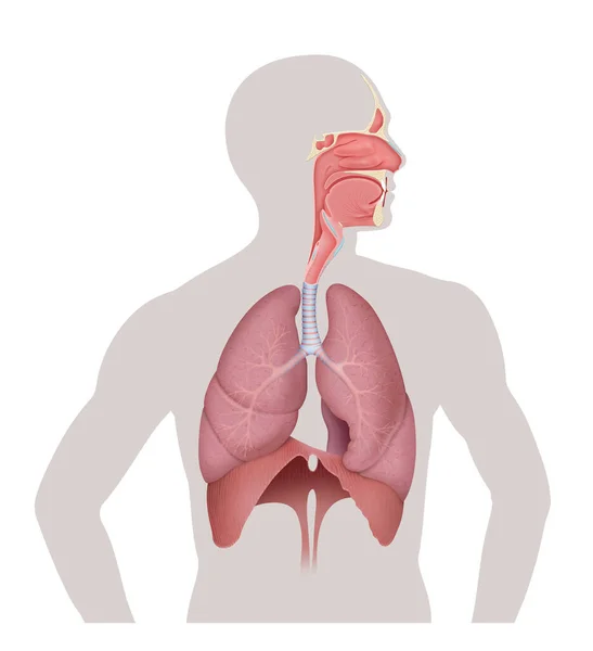 Sistema Respiratorio Umano Polmone Diaframma — Foto Stock