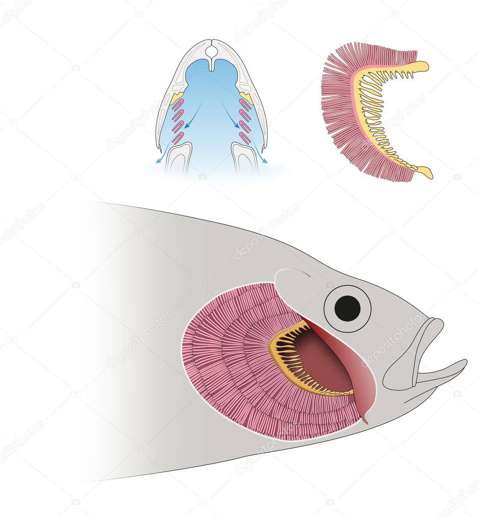 Structure of Gills in Fishes and respiration