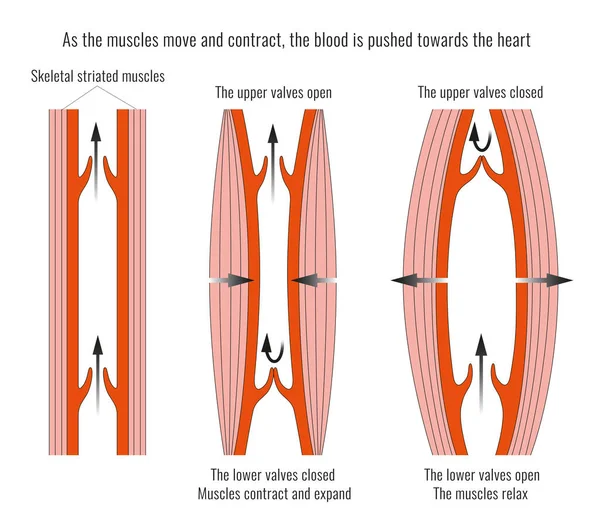 Anatomia Funzione Delle Valvole Cardiache — Foto Stock