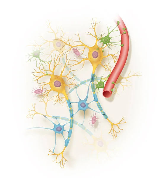 Три Основні Типи Нейронів Сенсорний Міжзоряний Моторний — стокове фото