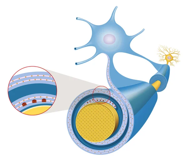 Assone Delle Cellule Nervose Guaina Mielinica — Foto Stock