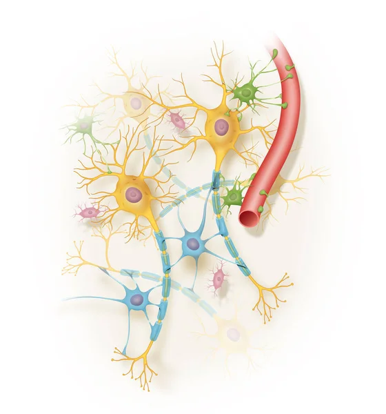 Neuroni Nel Sistema Nervoso Umano — Foto Stock