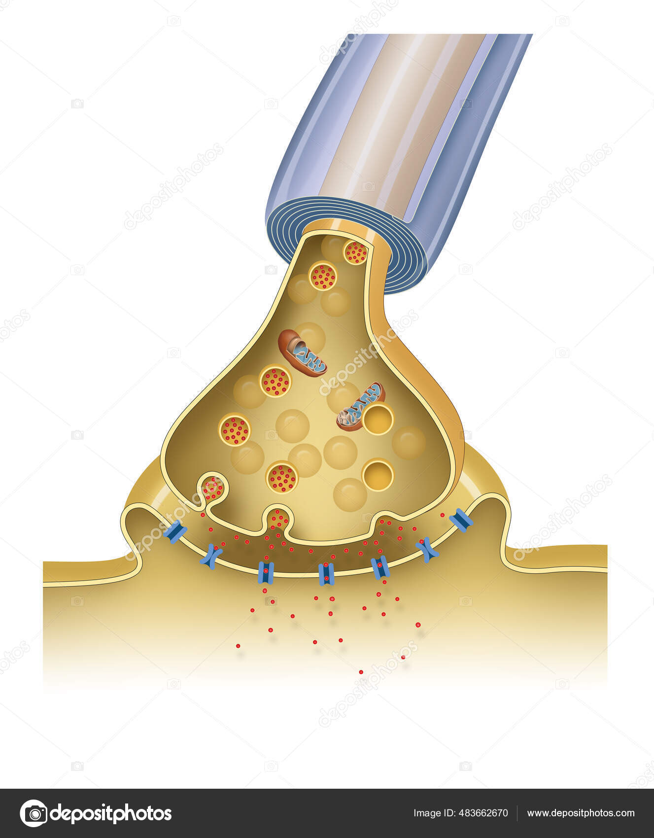 Synaptische Übertragung Aufbau Einer Typischen Chemischen Synapse  Stockillustration von ©aldonagriskeviciene #483662670, image size:1327x1700