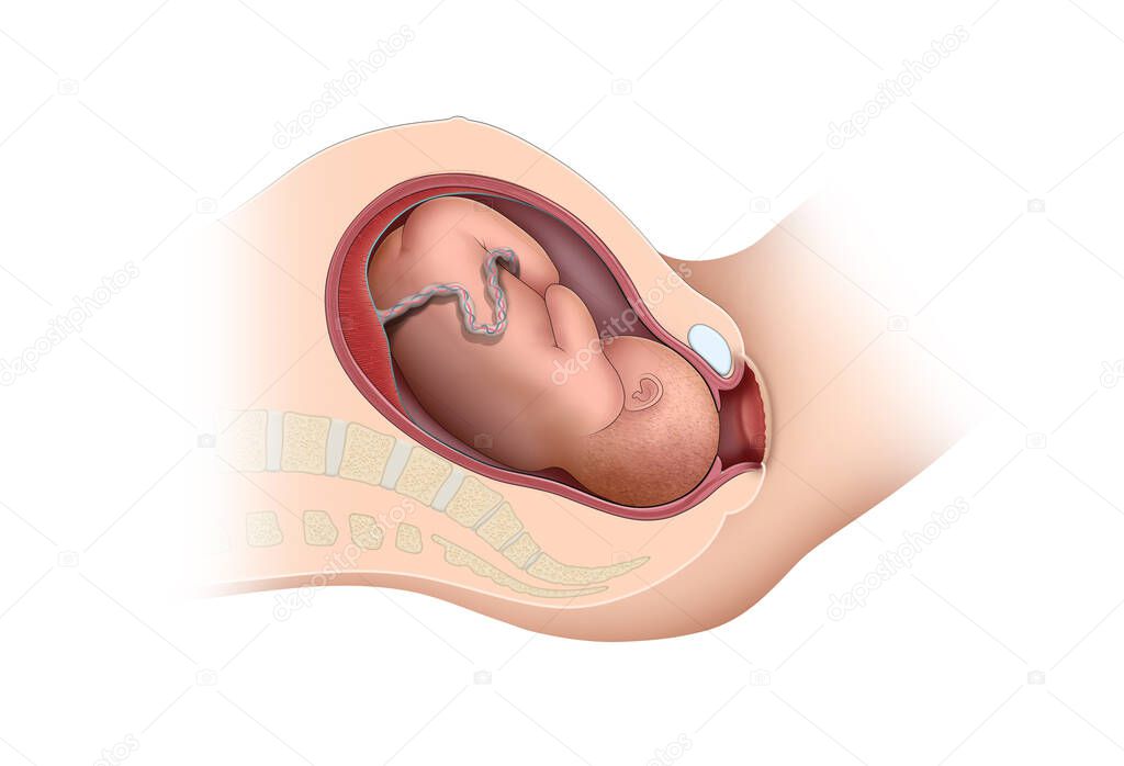 Childbirth process. Isolated illustration