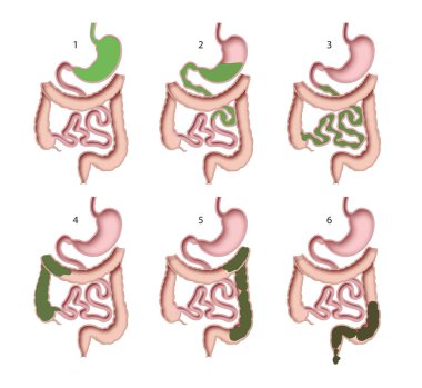 Human digestive system. Digestive process clipart