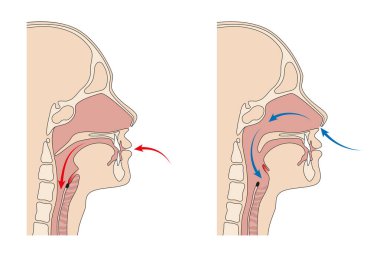Nefes borusu ve yemek borusu anatomisi.