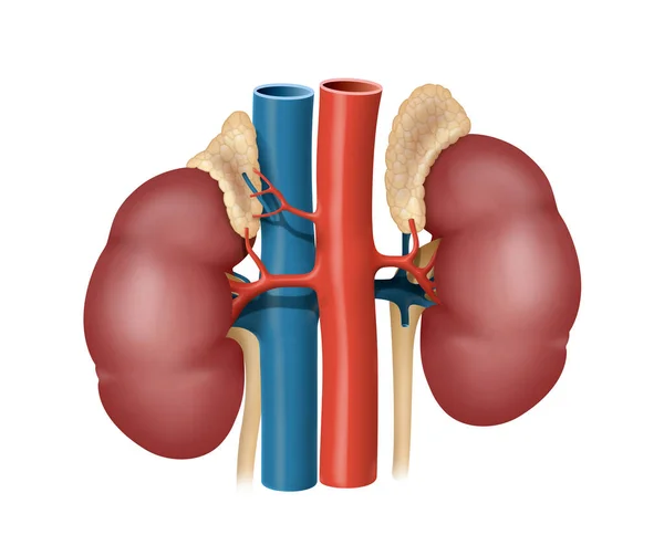 Ludzkie Nerki Izolowane Białym Tle — Zdjęcie stockowe