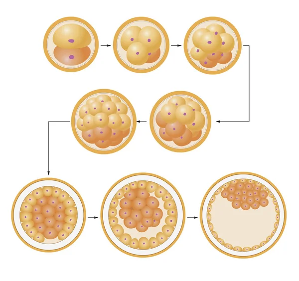 Segmentacja Komórki Jajowej Ludzkie Ciało Powstaje Komórki Jajowej — Zdjęcie stockowe