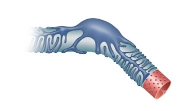 Böbrek. Podocytes, Bowman 'ın kapsülündeki hücrelerdir.