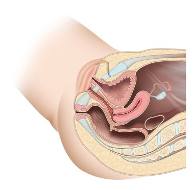 Dişi üreme sistemi iç organlar ve dış yapılardan oluşur.