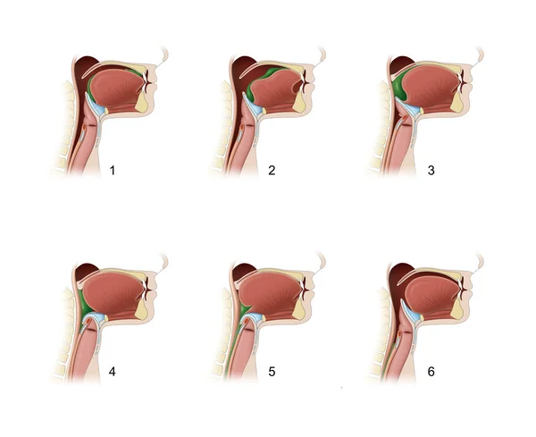 Polykání Proces Lidském Těle Který Umožňuje Látce Přejít Úst Hltanu — Stock fotografie