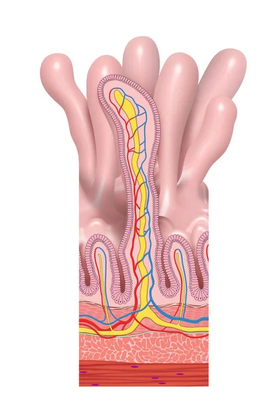 Struttura Anatomica Dell Intestino Tenue Villi Cellula Epiteliale Con Illustrazioni — Foto Stock