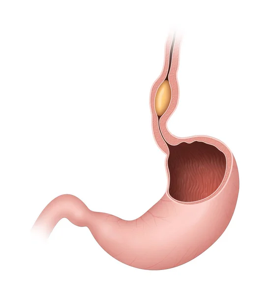 Peristalsis Radially Symmetrical Contraction Relaxation Muscles Propagates Wave Tube Anterograde — 스톡 사진