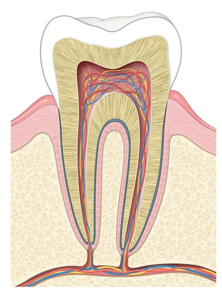牙齿解剖及牙科资讯图 — 图库照片
