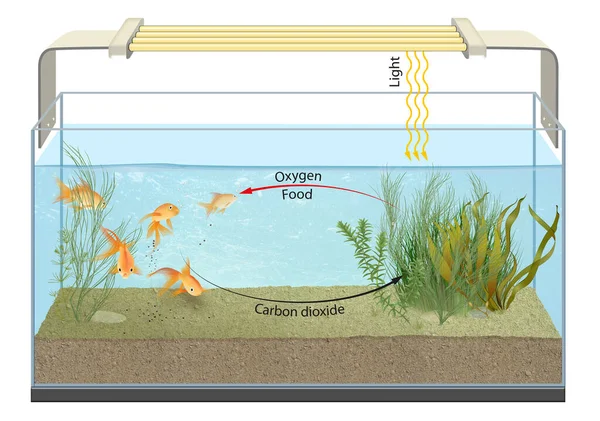 水族馆里的鱼代谢代谢是生物体内一系列维持生命的化学反应 — 图库照片