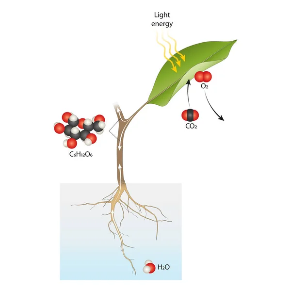 Diagrama Fotosíntesis Vegetal Ilustración Para Biología —  Fotos de Stock