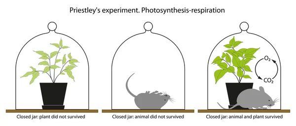 Experimento Joseph Priestley Con Una Planta Ratón — Foto de Stock