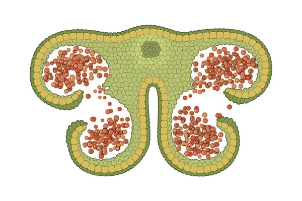 Anthers Jsou Pyl Produkující Část Květu Samčí Reprodukční Část Květu — Stock fotografie