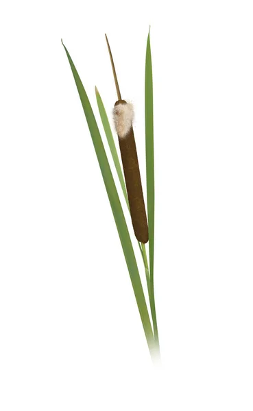 Typha Latifolia Zralý Květinový Hrot Typha Latifolia Cattail — Stock fotografie