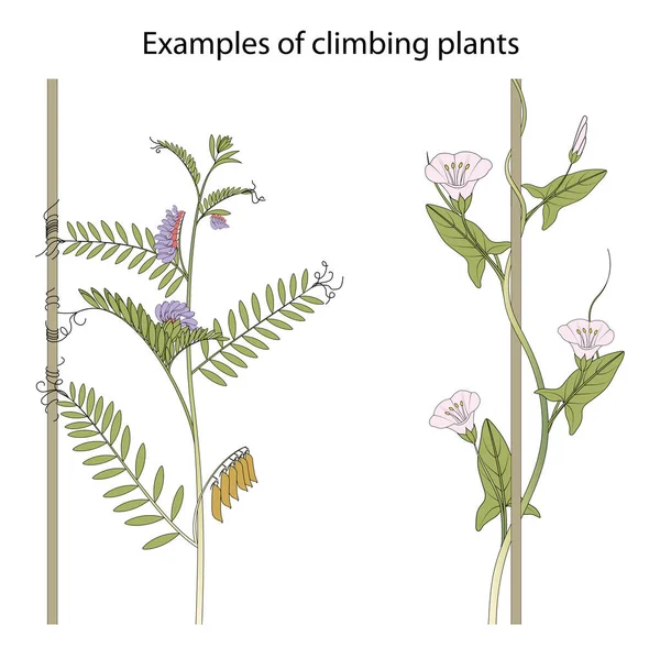 Plantas Escalada São Plantas Que Sobem Árvores Outros Objetos Altos — Fotografia de Stock