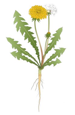 Karahindiba çiçekleri beyaz arkaplanda izole