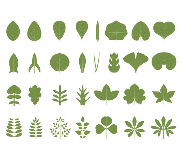 Different Types Leaves — Stock Photo, Image