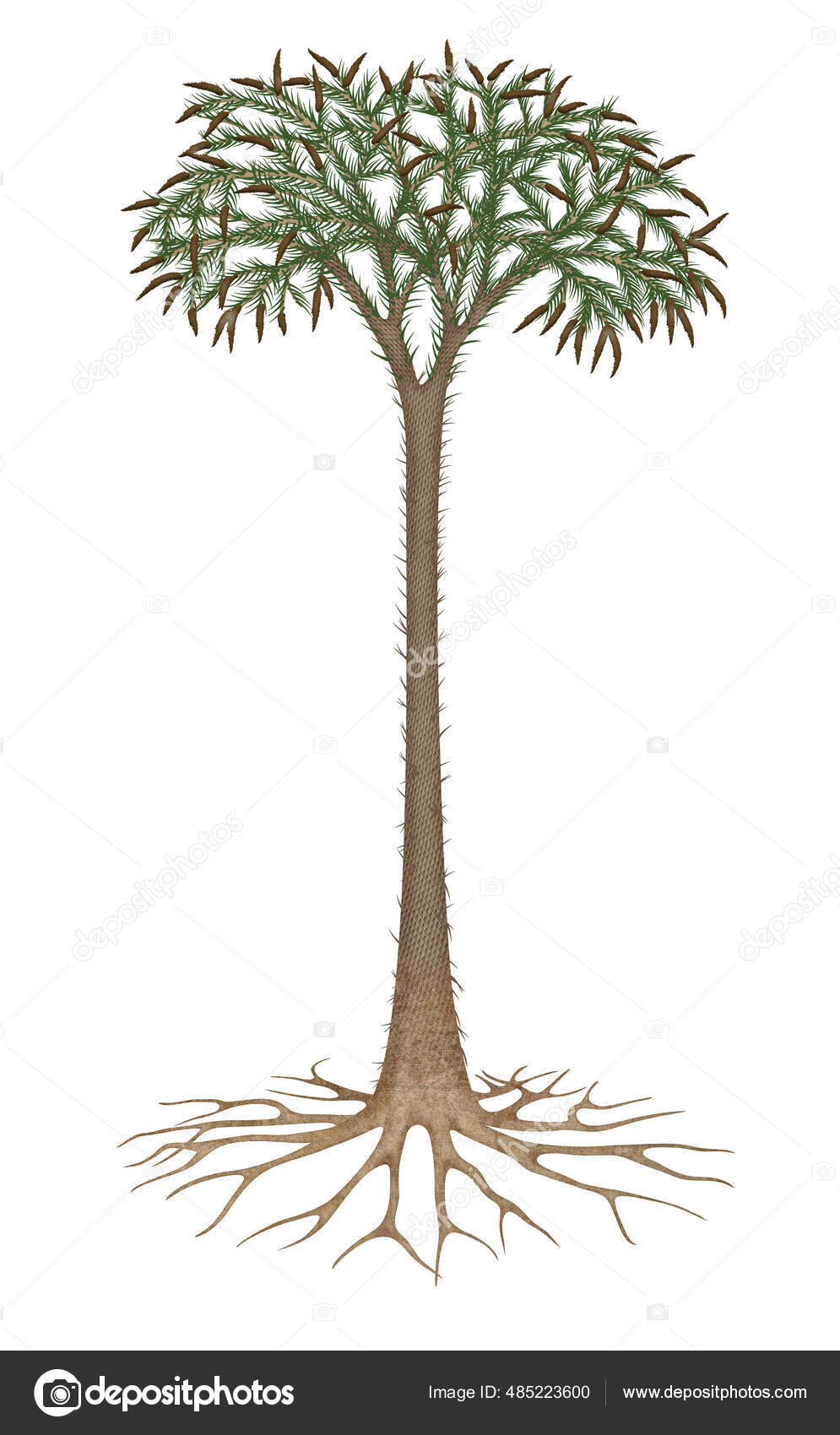 Lepidodendron Were First Large Land Plants Major Part Coal Forest