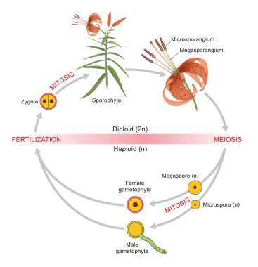 Bitki yaşam döngüsü. Diploid sporofit ve haploid gametophyte arasında nesiller boyu bir değişim.