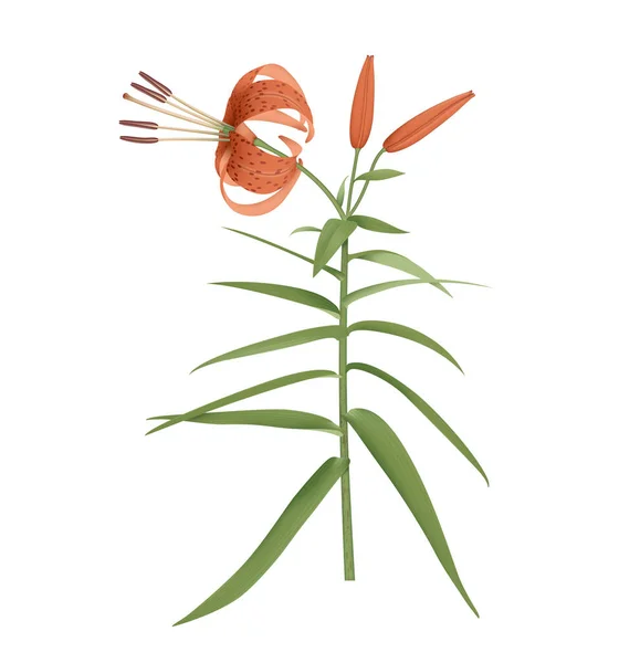 Lilyina Ilustrace Květin Lilium Tigrinum — Stock fotografie