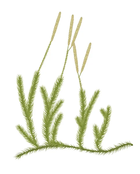 Clubmoss Nebo Lycopodium Moss Ilustrace — Stock fotografie