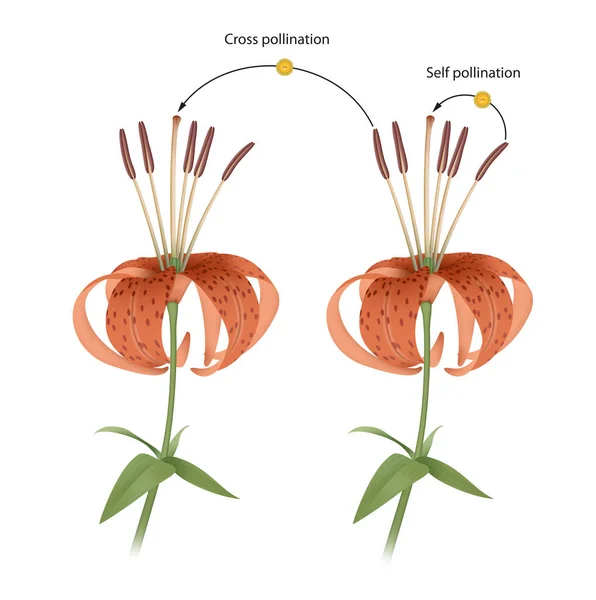 Processen Med Korsning Och Självpollinering Reproduktion Anläggningen — Stockfoto