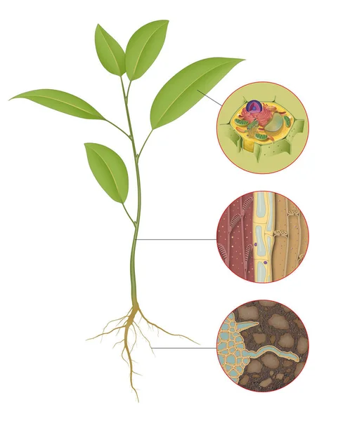 Ilustración Células Vegetales —  Fotos de Stock