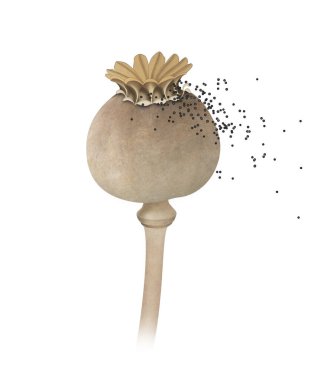 Haşhaş kafası ve tohumlar. Tohum dağılımı