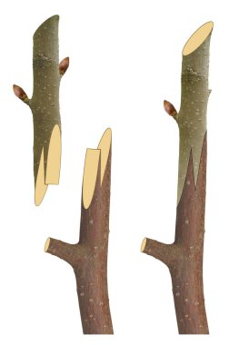 Ağaç nakli yöntemlerinin gösterimi