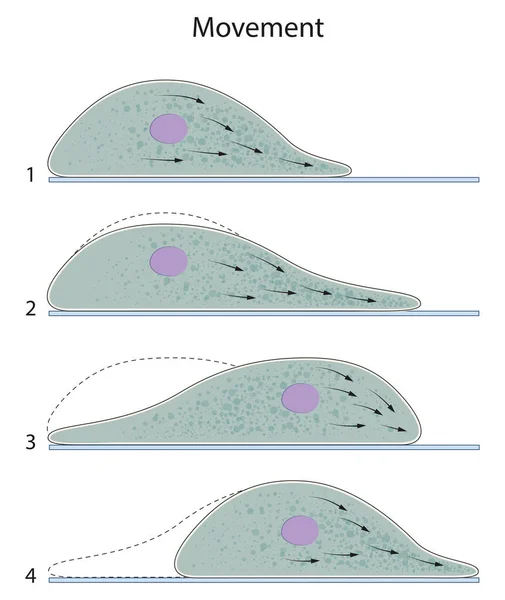 Las Amebas Tienen Paredes Celulares Que Permite Libre Movimiento — Foto de Stock