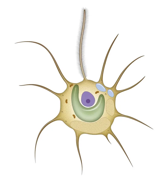 Ilustración Anatomía Chrysamoeba —  Fotos de Stock