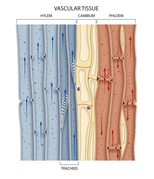 茎中维管束的横断面 表现为导食韧皮部和导水木质部 — 图库照片