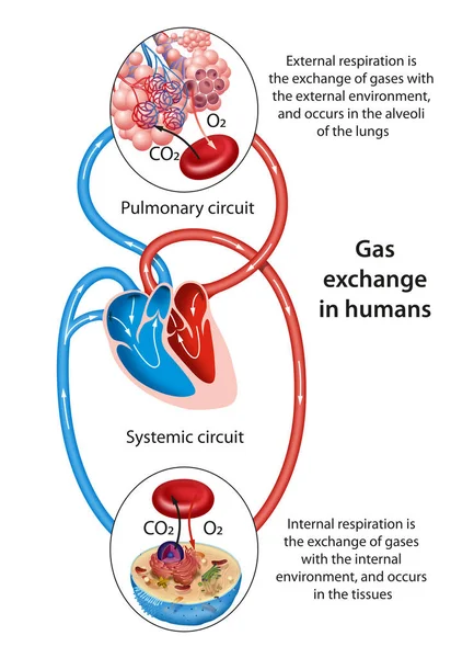 气体交换发生在身体的两个部位 肺和组织 — 图库照片